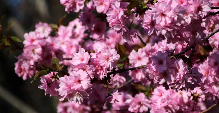 宜しくお願い致します桜ピンク色  花苗