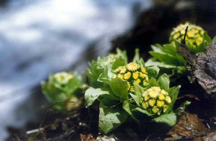 昭和村の山菜