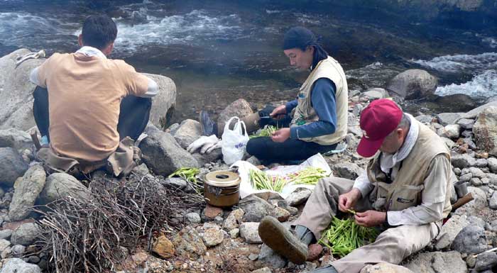 山菜採りシリーズ タケノコ ネマガリダケ あきた森づくり活動サポートセンター
