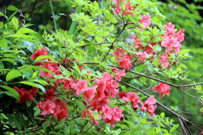 山菜採りシリーズ その他食べられる草花等 2 あきた森づくり活動サポートセンター