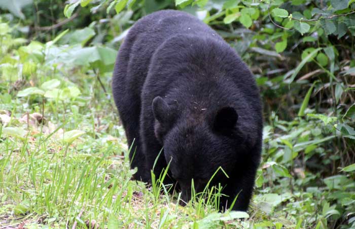 ツキノワグマの生態と被害防止対策 あきた森づくり活動サポートセンター