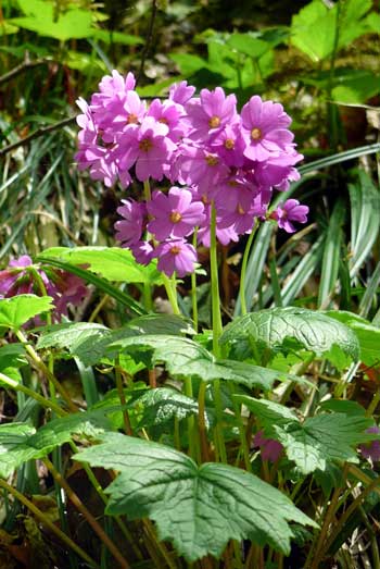 山野の花シリーズ オオサクラソウ あきた森づくり活動サポートセンター