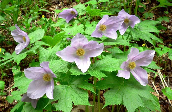 山野の花シリーズ シラネアオイ ラショウモンカズラ あきた森づくり活動サポートセンター