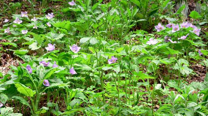 山野の花シリーズ シラネアオイ ラショウモンカズラ あきた森づくり活動サポートセンター