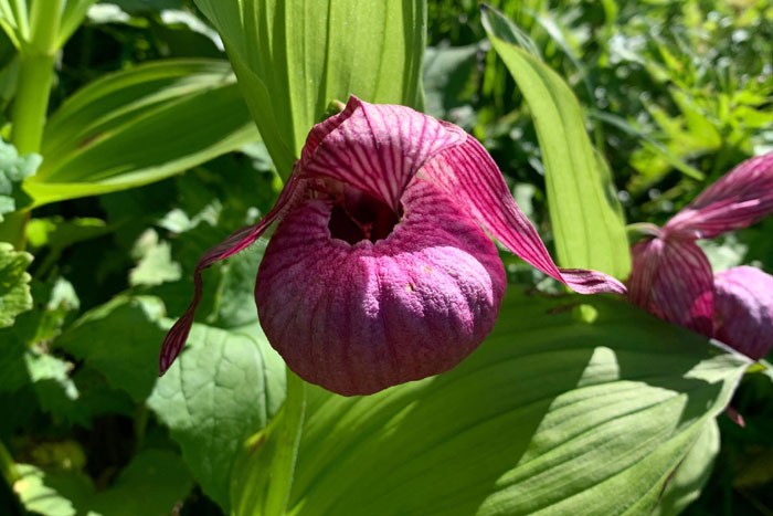 山野の花シリーズ106 チョウセンキバナアツモリソウ・・・ | あきた森