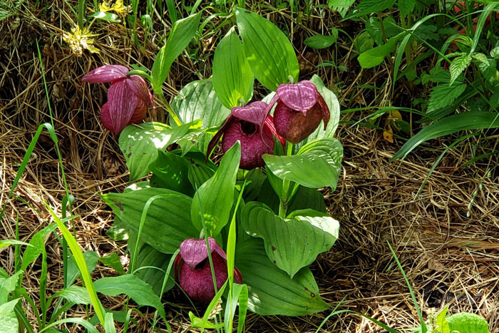 山野の花シリーズ106 チョウセンキバナアツモリソウ・・・ | あきた森