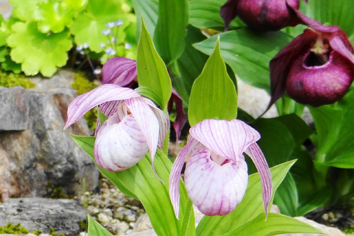 山野の花シリーズ106 チョウセンキバナアツモリソウ・・・ | あきた森