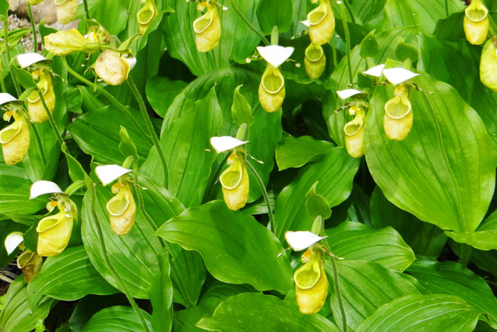 山野の花シリーズ106 チョウセンキバナアツモリソウ・・・ | あきた森