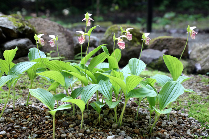 山野の花シリーズ106 チョウセンキバナアツモリソウ・・・ | あきた森