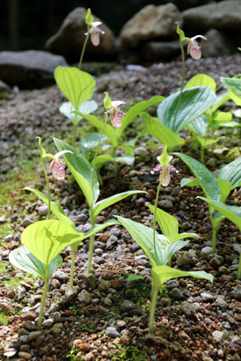山野の花シリーズ106 チョウセンキバナアツモリソウ・・・ | あきた森