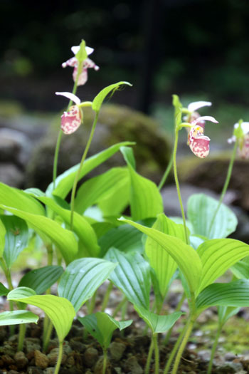 山野の花シリーズ106 チョウセンキバナアツモリソウ・・・ | あきた森
