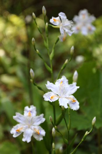 山野の花シリーズ138 シャガ、ツルニチニチソウ | あきた森づくり活動