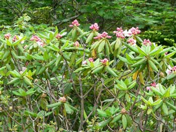 山野の花シリーズ ハクサンシャクナゲ イワイチョウ あきた森づくり活動サポートセンター