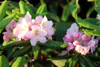 山野の花シリーズ ハクサンシャクナゲ イワイチョウ あきた森づくり活動サポートセンター