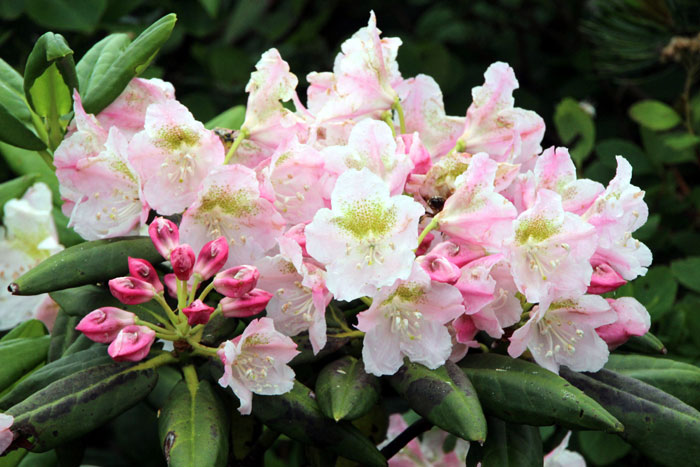 山野の花シリーズ ハクサンシャクナゲ イワイチョウ あきた森づくり活動サポートセンター