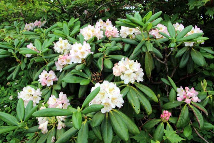 山野の花シリーズ ハクサンシャクナゲ イワイチョウ あきた森づくり活動サポートセンター