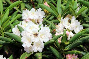 山野の花シリーズ ハクサンシャクナゲ イワイチョウ あきた森づくり活動サポートセンター