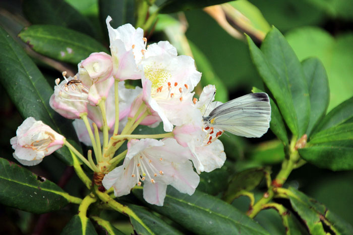 山野の花シリーズ ハクサンシャクナゲ イワイチョウ あきた森づくり活動サポートセンター