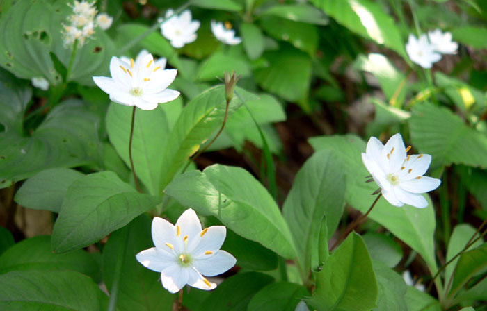 山野の花シリーズ ハクサンシャクナゲ イワイチョウ あきた森づくり活動サポートセンター