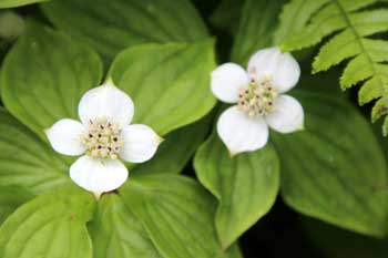 山野の花シリーズ23 チングルマ ゴゼンタチバナ あきた森づくり活動サポートセンター