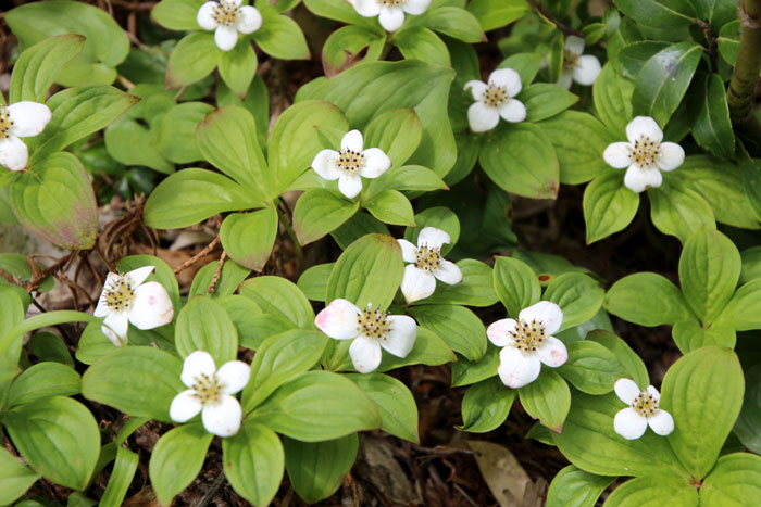 山野の花シリーズ23 チングルマ ゴゼンタチバナ あきた森づくり活動サポートセンター