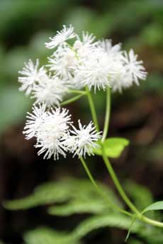 山野の花シリーズ35 カラマツソウ モミジカラマツ あきた森づくり活動サポートセンター