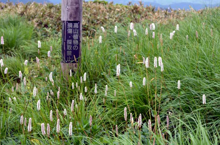 山野の花シリーズ36 イブキトラノオ クガイソウ あきた森づくり活動サポートセンター