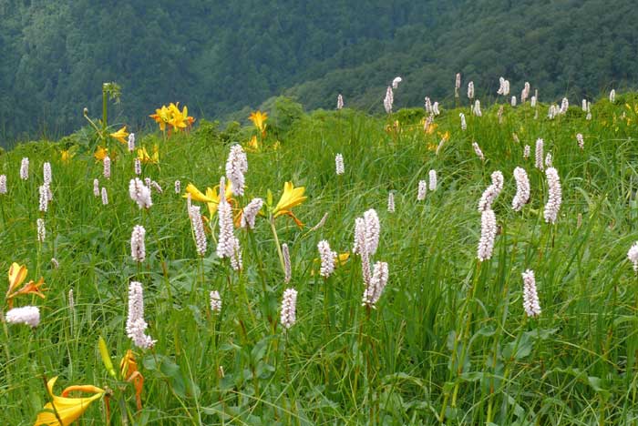 山野の花シリーズ36 イブキトラノオ クガイソウ あきた森づくり活動サポートセンター