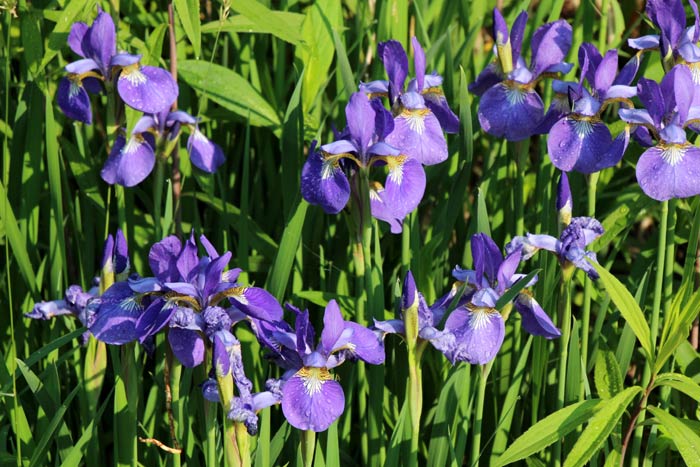 山野の花シリーズ62 アヤメ カキツバタ あきた森づくり活動サポートセンター