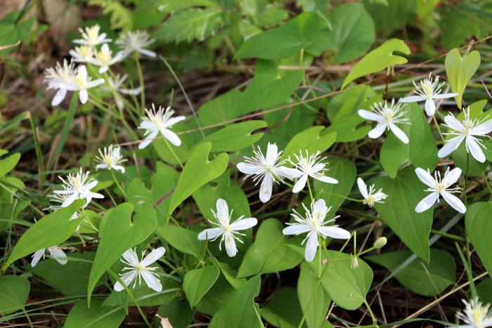 山野の花シリーズ52 ボタンヅル センニンソウ あきた森づくり活動サポートセンター