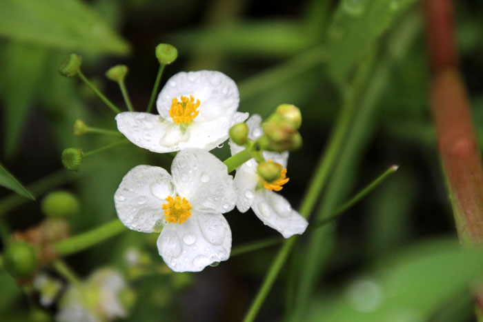 山野の花シリーズ54 オモダカ セリ あきた森づくり活動サポートセンター