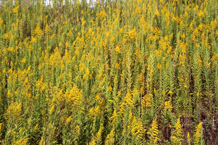 山野の花シリーズ60 セイタカアワダチソウ ゴマナ あきた森づくり活動サポートセンター