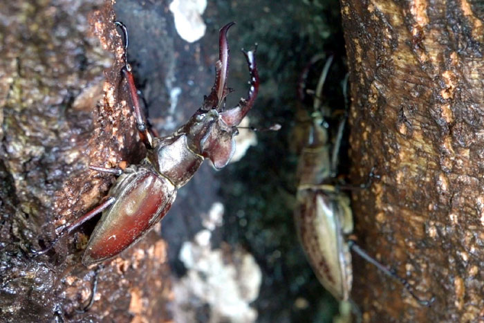 昆虫シリーズ㉕ クワガタムシの仲間 | あきた森づくり活動サポートセンター