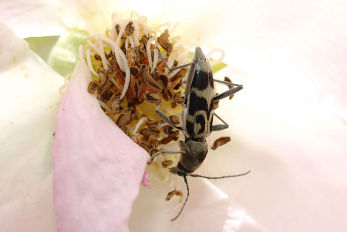 昆虫シリーズ62 花に集まる甲虫 | あきた森づくり活動サポート